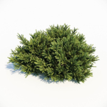 Picea Orientalis Dwarf