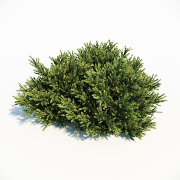 Picea Orientalis Dwarf
