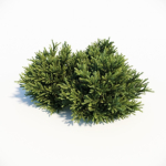 Picea Orientalis Dwarf