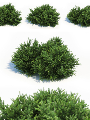 Picea Orientalis Dwarf