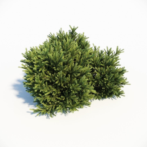 Picea Orientalis Dwarf