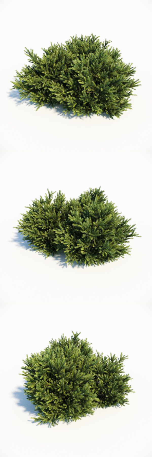 Picea Orientalis Dwarf