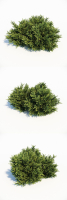 Picea Orientalis Dwarf