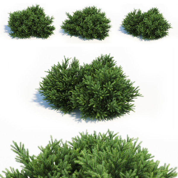 Picea Orientalis Dwarf