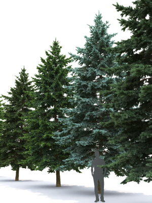 picea-pungens-05-3d-model-max-fbx-mat