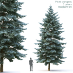 Picea Pungens  05