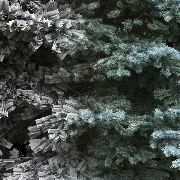 Picea Pungens  05