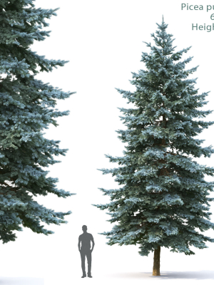 Picea Pungens  05