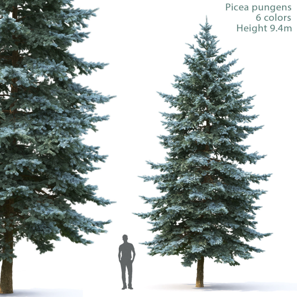 Picea Pungens  05