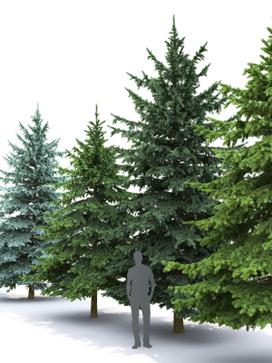 picea-pungens-collection-3d-model-max-fbx-mat