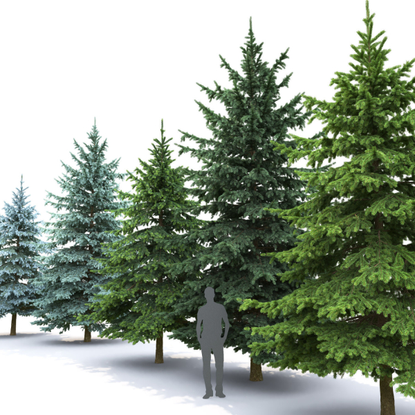 Picea Pungens collection