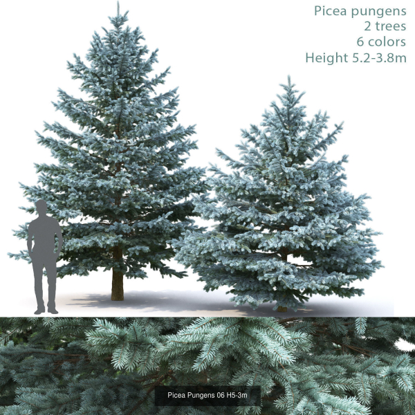 Picea Pungens collection