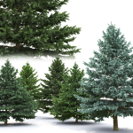 Picea Pungens collection
