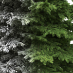 Picea Pungens collection