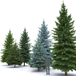 Picea Pungens collection