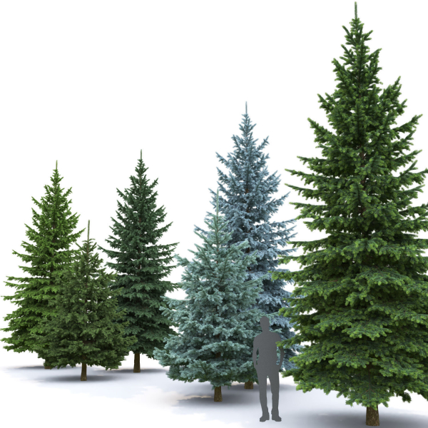 Picea Pungens collection