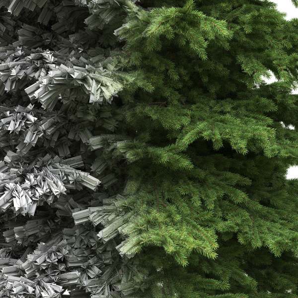 Picea Pungens collection