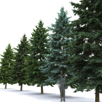 Picea Pungens collection