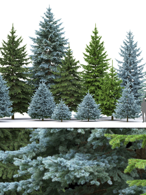 Picea Pungens collection