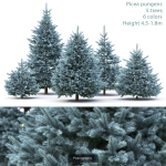 Picea Pungens collection