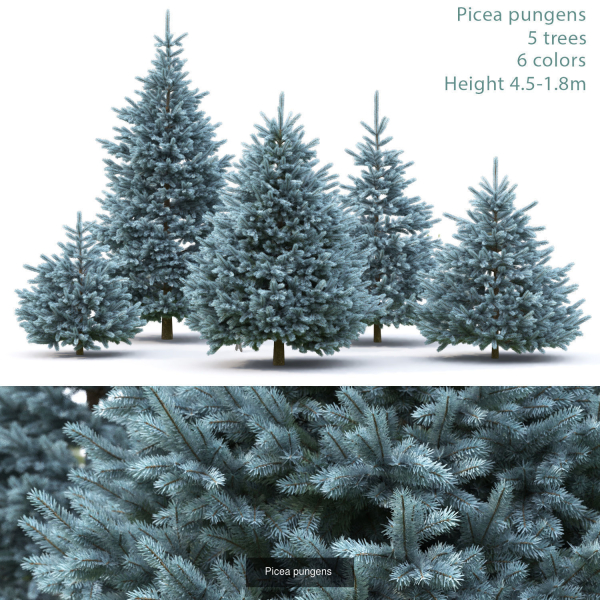 Picea Pungens collection