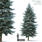 Picea Pungens collection