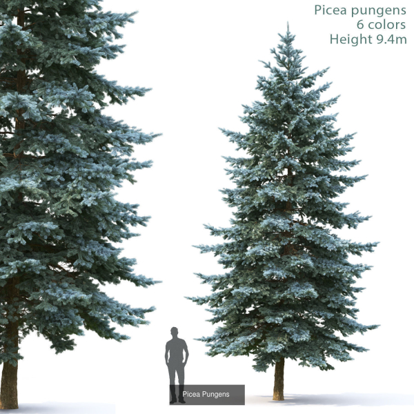 Picea Pungens collection