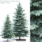 Picea Pungens collection