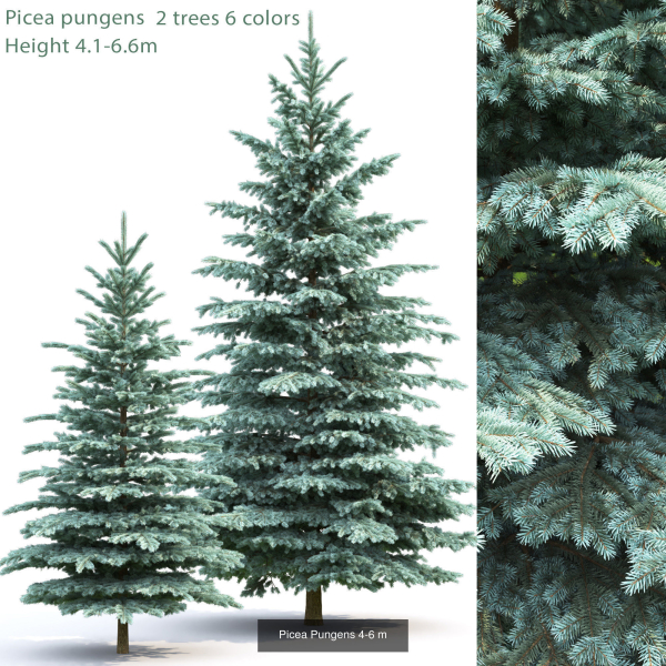 Picea Pungens collection