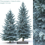 Picea Pungens collection