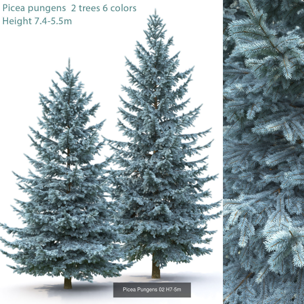 Picea Pungens collection