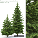 Picea Pungens collection