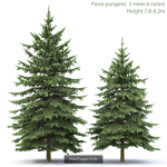 Picea Pungens collection