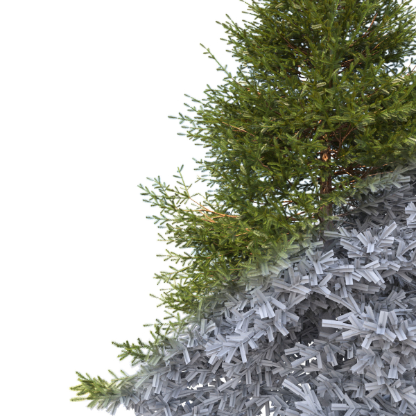 Picea Tree