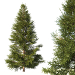 Picea Tree