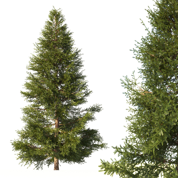 Picea Tree