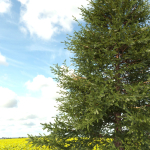 Picea Tree