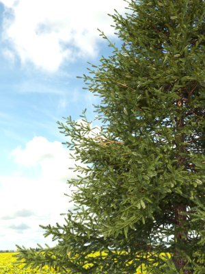 picea-tree-3d-model-52ec37fb0a