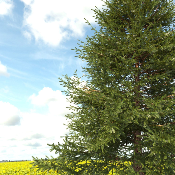 Picea Tree