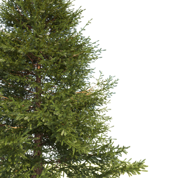 Picea Tree