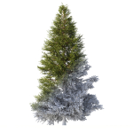 Picea Tree
