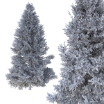 Picea Tree