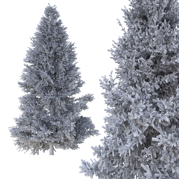 Picea Tree