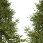 Picea Tree