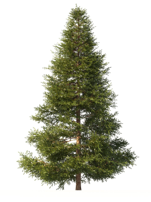 Picea Tree