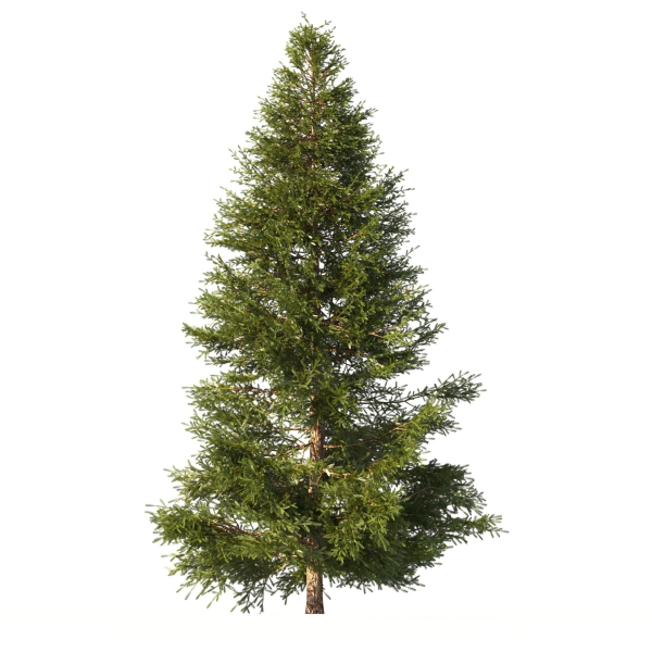 Picea Tree