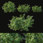 Pieris Floribunda bush