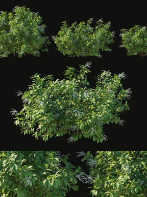 Pieris Floribunda bush
