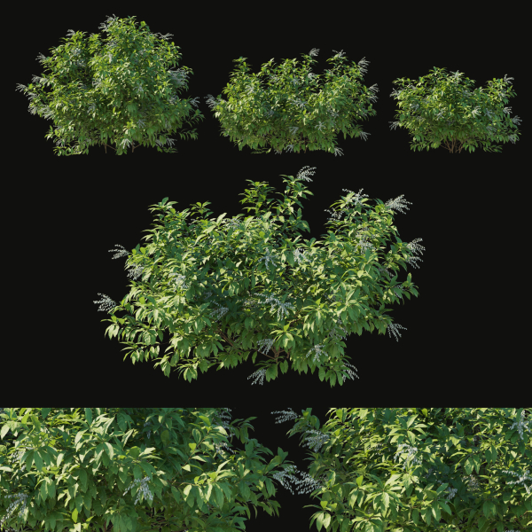 Pieris Floribunda bush