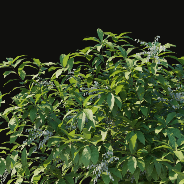 Pieris Floribunda bush